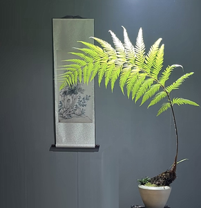 盆景狗脊蕨一叶蕨类植物变色网红毛蕨室内绿植禅意中式盆栽带叶