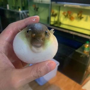 淡水小河豚吃螺观赏鱼绿弓斑八字巧克力娃娃活体鱼迷你宠物生鼓气