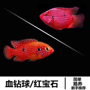 血钻红宝石鱼一对公母繁殖三湖慈鲷非洲短鲷活体热带淡水观赏鱼苗