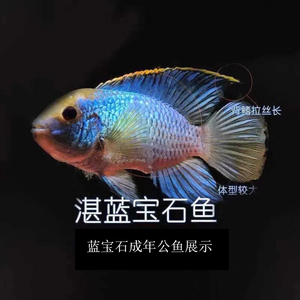 蓝宝石鱼红宝石鱼热带观赏鱼血钻三湖慈鲷活体淡水宠物公母可繁殖