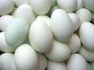 绿头野鸭种蛋   受精蛋   孵化用蛋  观赏鸭种蛋