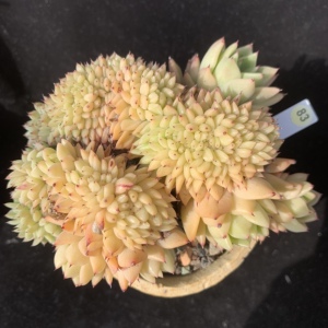 一物一拍精品控养多肉群生拉霍亚爪缀化群生自然无砍