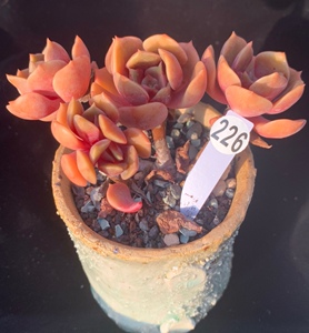 一物一拍精品控养多肉群生大红袍缀化龙头板子自然无砍