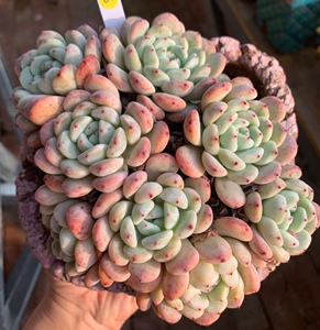 韩货贵货状态好养多肉植物群生老桩一物一拍雪爪尼莫花园jia836029
