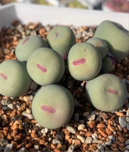 精品控养多肉肉锥小红嘴sub大型红嘴鸽子蛋肉锥灯泡拉登毛汉尼