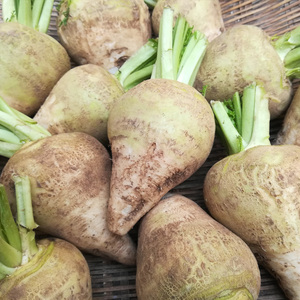 湖北农家新鲜大头萝卜蔬菜榨菜丝疙瘩芥菜脆口适合酱的吃5斤包邮