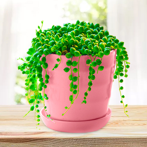 佛珠情人泪珍珠吊兰盆栽花卉办公室内观叶绿色多肉植物绿植防辐射