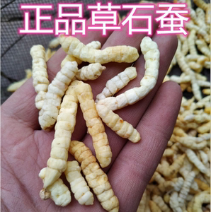 无硫正品草石蚕 白地蚕 甘露子 地蚕干 螺丝菜岩蚕500g/ 59元包邮
