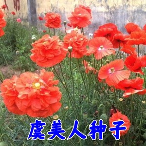 虞美人种子混色阳台盆栽红色草花种业秋季庭院多年生籽家庭小包装
