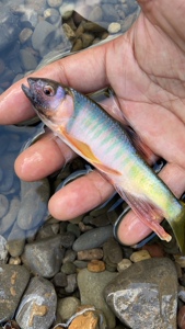 801人付款天猫旁皮鱼鳑鲏鱼鳑皮鱼火山菜板鱼托波鱼五彩鱼鱼冷水鱼