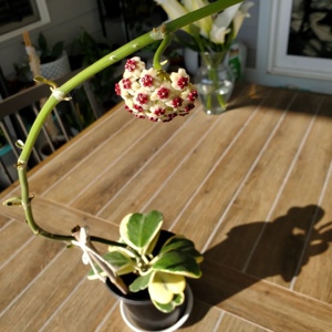 金边心叶球兰 [hoya kerri variegata]