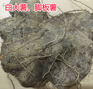 多省包邮新鲜挖白大薯 白芯脚板薯圆形白大薯 白心毛薯5斤装