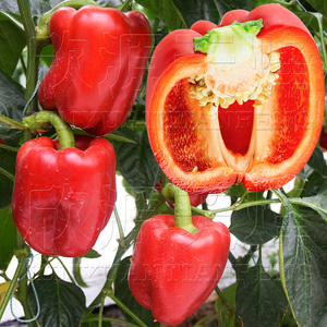 红辣椒种籽灯笼辣椒抗寒耐热特大圆椒甜椒青蔬菜种孑子四季春季播