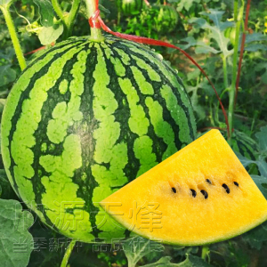 黄小玉小西瓜种籽超甜春季黄瓤小果型水果西瓜种孑子阳台盆栽四季
