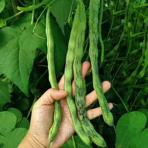 花皮芸豆种子春秋季高产架豆菜豆种籽农家庭院豆角四季豆蔬菜种孑