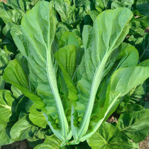 早熟客家芥种子小青菜四季阳台甜芥菜农家蔬菜种孑南方菜种籽腌制