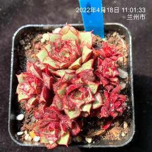 80蒙力克旗舰店天猫多肉植物组合盆栽室内罗西玛马贵货稀有多头群生