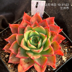 稀有多肉植物皇后 贝拉多娜一物一拍办公室绿植花卉