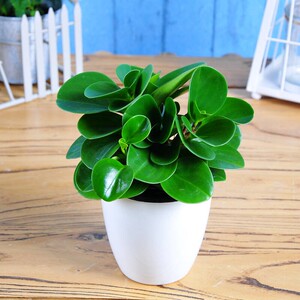 圆叶椒草盆栽圆叶碧玉绿植好养净化空气吸甲醛叶片厚有亮质可水培