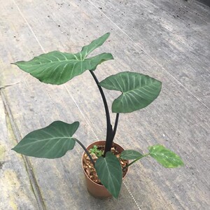 进口海芋品种盆栽