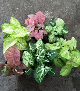 彩叶合果芋系列盆栽 金童子 绿精灵 红粉佳人 银蝴蝶 四季常绿