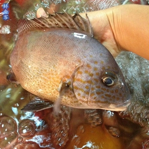 湛江常见的海鱼图片