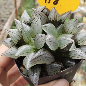 西瓜寿裹斑若稀有品种贵货玉露多肉植物瓦苇十二属背窗冰城寿