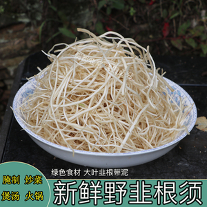 韭菜根苗新鲜野菜贵州大叶农家食用野韭根观音菜石韭根绿色食材菜