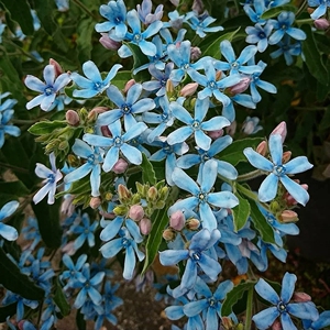 进口新品天蓝尖瓣木圆瓣松石绿宿根稀有多年生耐热耐晒蓝星花花苗