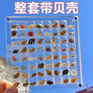 微贝画框高透亚克力贝沙贝壳相框天然迷你小贝壳海螺标本收藏盒