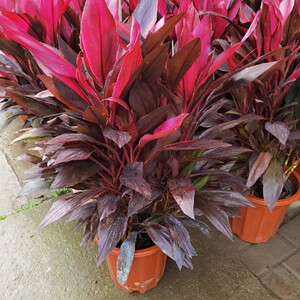 琼阳园艺红叶朱焦苗红铁红竹紫叶富贵竹水培庭院花卉植物树苗盆栽