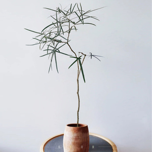 拾美印象丨昆士兰瓶干树盆栽客厅书房观叶绿植容易养活澳洲佛肚树