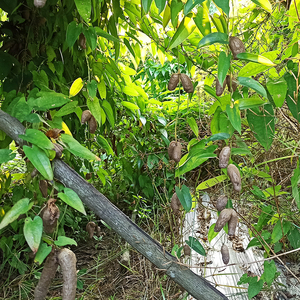 正宗野生山药铁棍淮山种苗薯子新鲜现摘挖5斤白粉糯土特产农产品