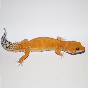 豹纹守宫新手入门懒人爬宠异宠物蜥蜴温顺可爱阳光萝卜柠檬霜白酒