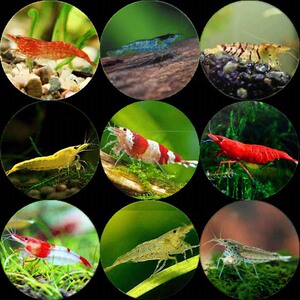 观赏虾 套餐 水晶虾 酒红虾 金刚虾 极火 大河 活体 新疆鱼乐圈