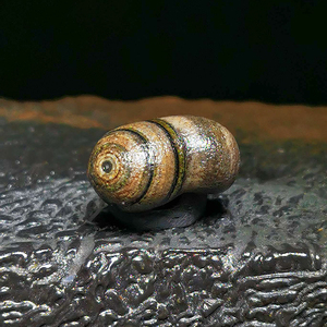 内蒙古阿拉善眼睛石玛瑙 天然原石 筋脉石头珠子戈壁缠丝手串糖心