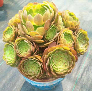 万圣节法师多头老桩红心万圣节大捧花沙拉碗法师大老桩无砍手捧花