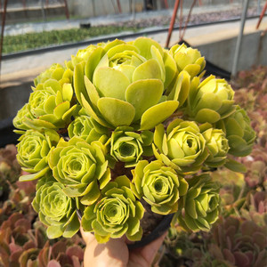 绿羊绒法师老桩八尺镜多头老桩原始绿法师紫羊绒老桩大型多肉植物