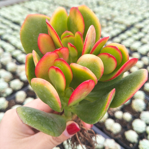 红边【黄金花月】3年生精选多头老桩花月玉树多肉植物限时包邮