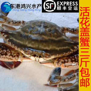 【东港鸿兴水产】丹东东港鲜活花盖蟹 野生花蟹 海蟹500g