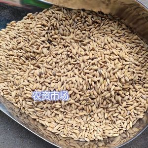 早稻稻谷种子浙福7号 优质高产常规谷种圆粒水稻种子