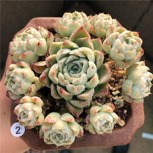 沁心 多肉植物群生原始大老桩 控养粗杆子 型好一物一拍12.20实拍