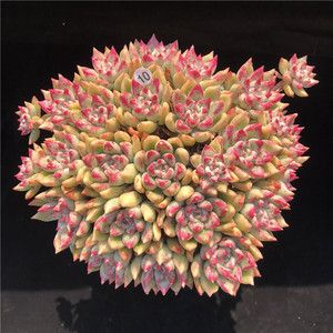 璀璨多肉植物 绚丽璀璨 群生老桩木质杆 一物一拍【心姑娘】