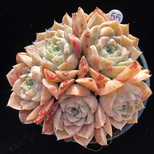 海琳娜多肉植物 自然老桩群生 肉肉一物一拍11.9日实拍【心姑娘】
