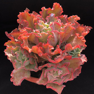 高砂之翁多肉 包菜系超大颗老桩群生无砍女王包菜 11.6实拍展幅25