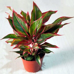 万年红花孔雀竹芋盆栽室内桌面办公桌绿色彩叶植物四季常青如意皇