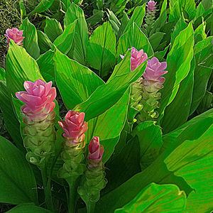 姜荷花种球荷彩庭院花期超长植物热带花卉观音莲球根多年生玉如意