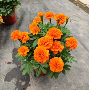 孔雀草盆栽花苗带花矮生重瓣花阳台庭院花园绿化时花易种花卉耐热