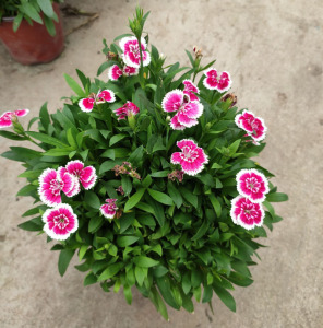 五彩石竹花苗花欧石竹盆栽带花苞耐寒花园庭院阳台四季开花植物