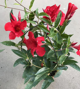 正宗大叶飘香藤盆栽带花双喜藤黄飘香爬藤植物庭院阳台花卉包邮